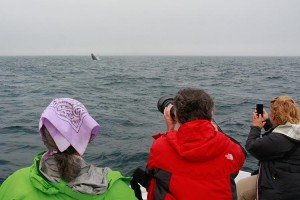 Birders and Breaching Whale