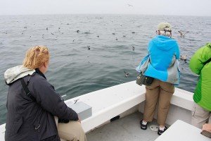 Birding on the "Kittiwake"