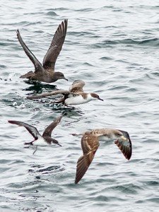 4 Species of Shearwaters