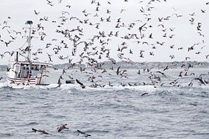 Seabirds & Fishing Boat off Chatham