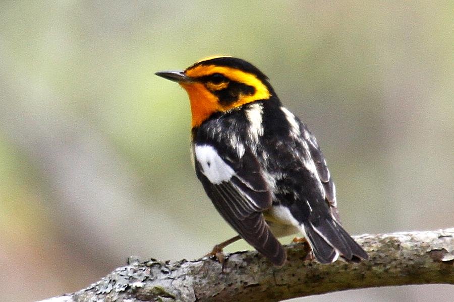 Blackburnian Warbler, Provincetown, MA