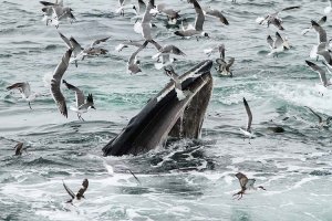 Feeding Humpback w/seabirds