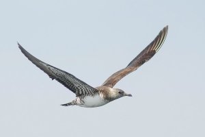 Long-tailed Jaeger - 8/19/12