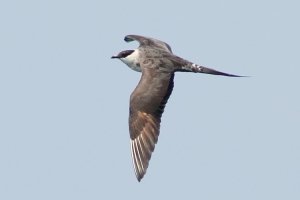 Long-tailed Jaeger - 6/23/13