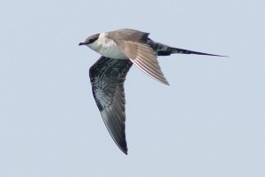Long-tailed Jaeger - 6/23/13