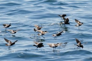 Wilson's Storm-Petrels feeding flock